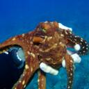 Chris Bettis - @chrisbscuba - Twitter