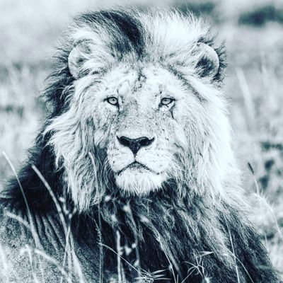 lover_memes's profile picture. Crazy for memes 😆😆
YOLO