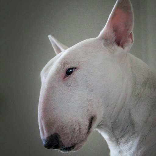 APF203's profile picture. MM