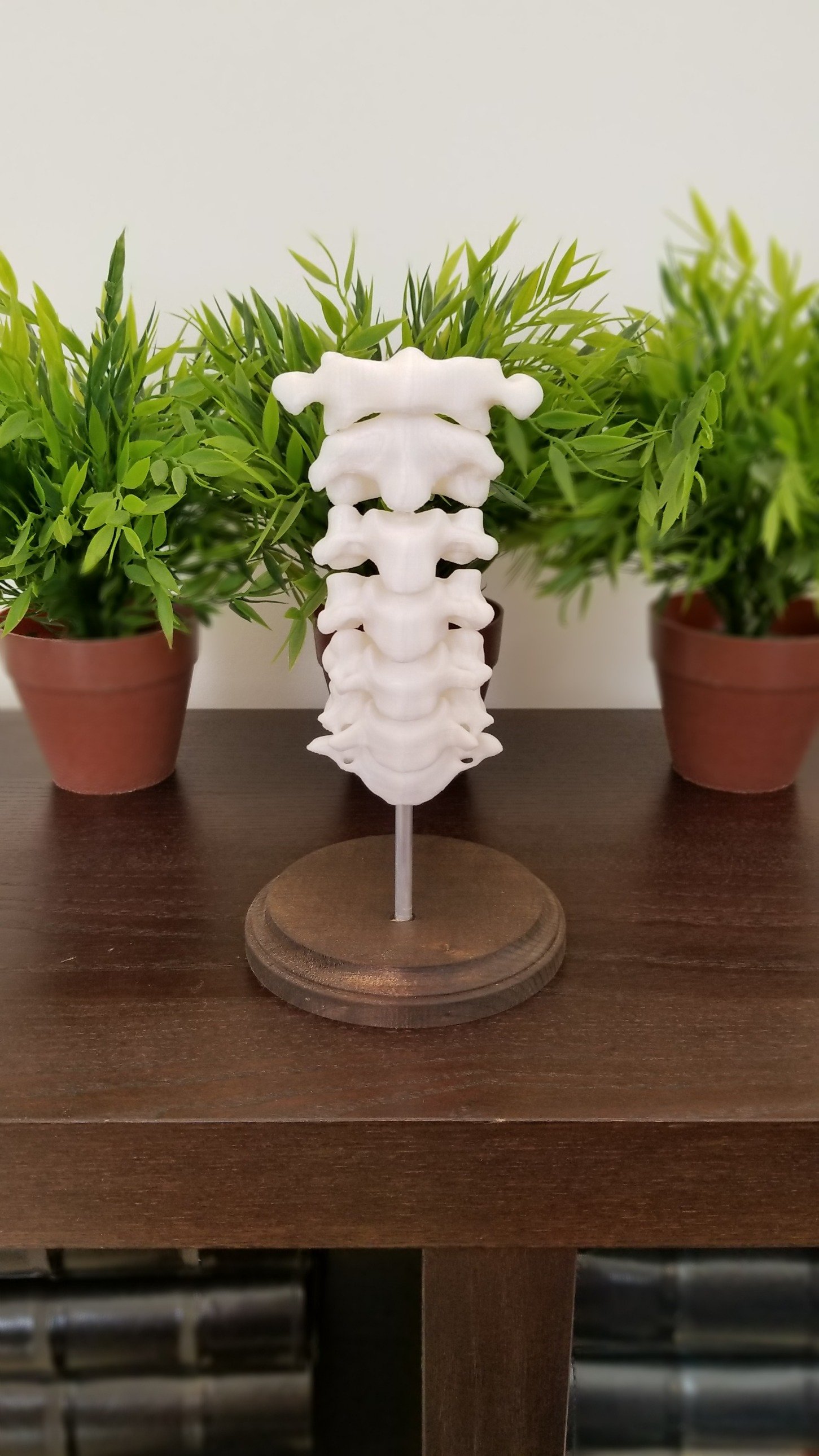 TheAnatomistMD's profile picture. Engineer, Entrepreneur, Amateur 3D Printer, Future Radiologist