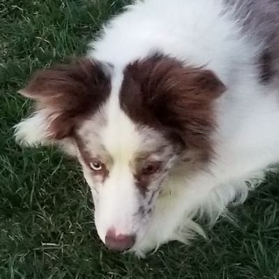Dog Trainer/Behavioral ~ Border Collie mom ~ Dog Sports competitor ~ Chinchilla, Parrot, Llamas, Sheep caretaker ~ Crafting, music, reading & the Paranormal.