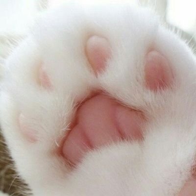 somjellygom's profile picture. 