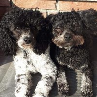 Charlie and Molly(@CharlieMollyDog) 's Twitter Profile Photo