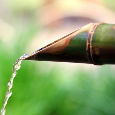 Is Wisconsin ready to start growing bamboo? Bamboo Food Lifestyle Science News Science Tech News Tech Professionals & Reporters Technology