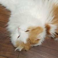 Omic @モンハン (@omic5963) 's Twitter Profile