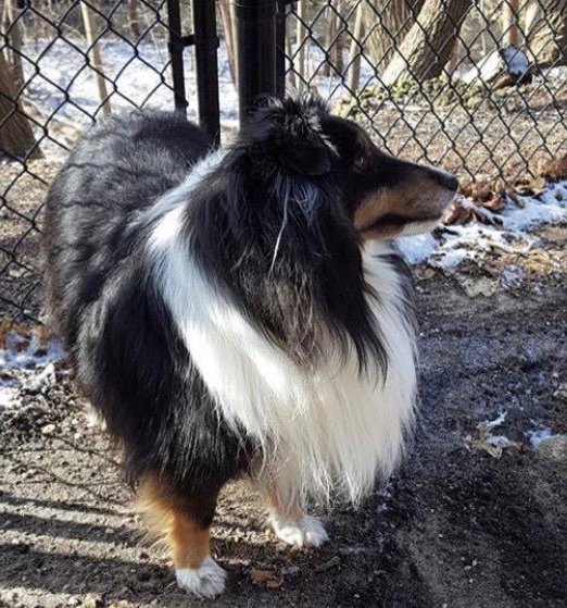 I’m ‘Sheltie Abby’, a fun, fluffy Shetland Sheepdog. I LOVE my fellow fur-friends! 🐾 #NationalFosterCareDay #NationalAdoptAShelterPetDay