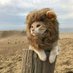 🐈 (@feiions) Twitter profile photo 🐈 (@feiions) Twitter profile photo