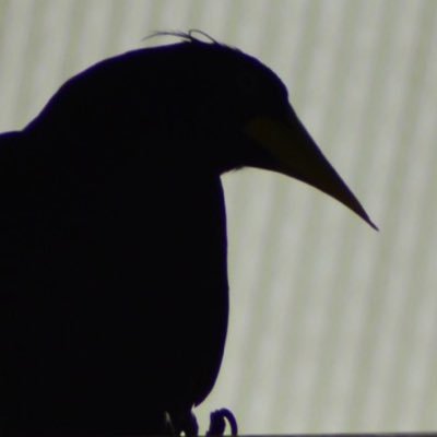 jahvabean's profile picture. I'm a bit of a perfectionist, actually... it's got to be the best, or it's nothing at all. Like, if things get a bit dodgy, I just cannot be bothered.