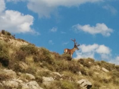 AntoniMontane's profile picture. Xampany i pastes