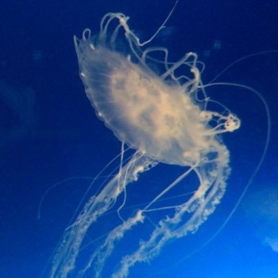 fuzokufanfan's profile picture. オキニとは付かず離れずのwinwinの関係です