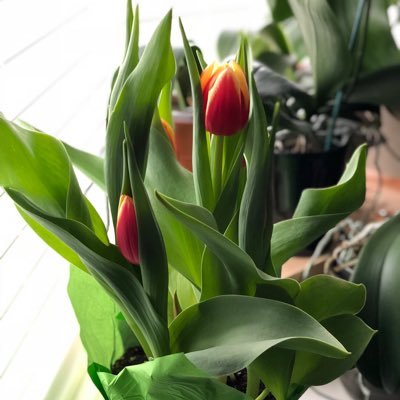 jujushapiro's profile picture. Nothing good comes easy. 🇲🇺🇨🇦