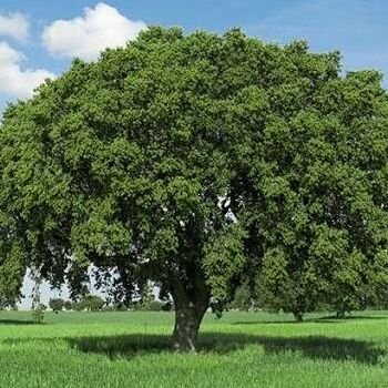 nature_planet_1's profile picture. 