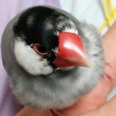 ちょろさんのプロフィール画像