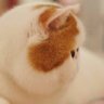damiaobigcat's profile picture. Programmer