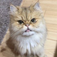 悦子☺︎ (@etsukosama) 's Twitter Profile Photo