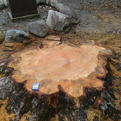 0429kokudo's profile picture. 