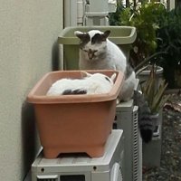 きなこ (@aaakinakoaaa) Twitter profile photo