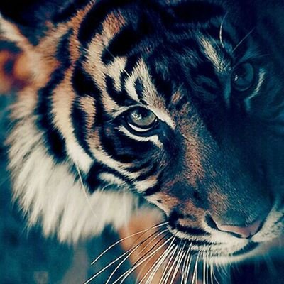 Vimal42325856's profile picture. 