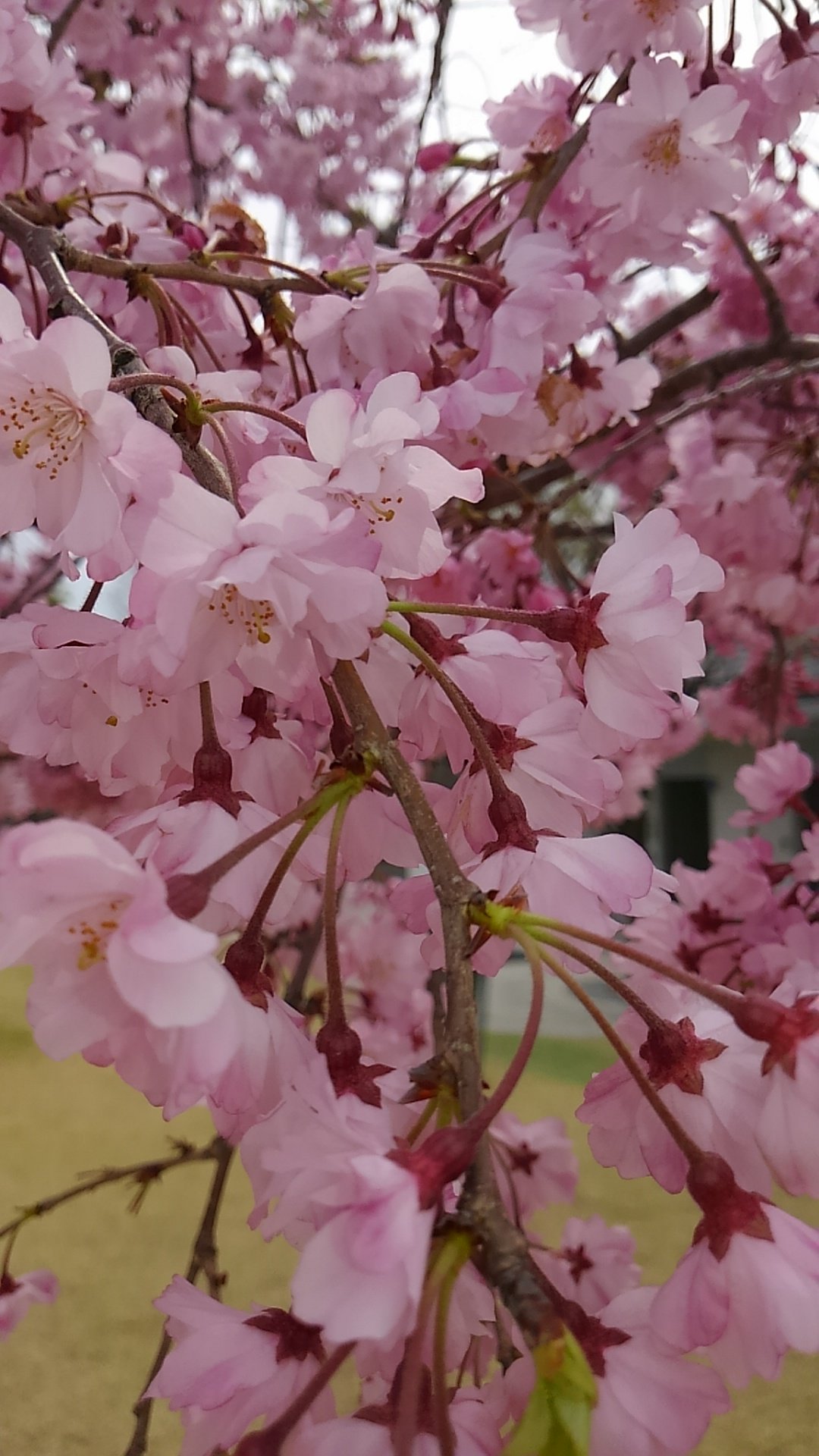 BGEJ10awFeLNm6N's profile picture. 読書(村上春樹さん)/indigo la End
/クラシック音楽鑑賞/ピアノ
/ガーデニング/カフェ巡り/写経会
/手話（勉強中）