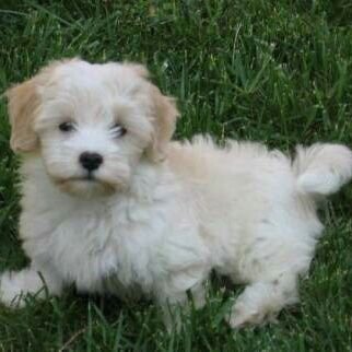 cass_985's profile picture. 