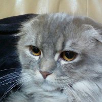 ココ(猫)の毎日日記 (@mttg8wt7hu0m7og) 's Twitter Profile Photo ココ(猫)の毎日日記 (@mttg8wt7hu0m7og) 's Twitter Profile Photo