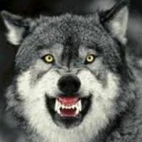 🇫🇷CROC❤️BLANC🇫🇷 (@loupcruel) 's Twitter Profile