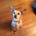 ArnieDog (@thedogsayshello) Twitter profile photo ArnieDog (@thedogsayshello) Twitter profile photo