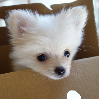 ch11b0's profile picture. ぷん