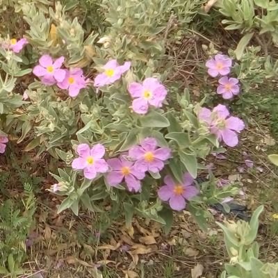 Landscape and gardening. #plants #wild #beauty #organicfarming