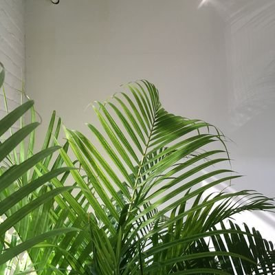 b3nl3n's profile picture. 