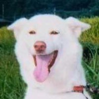 いぬにくきゅうさんのプロフィール画像