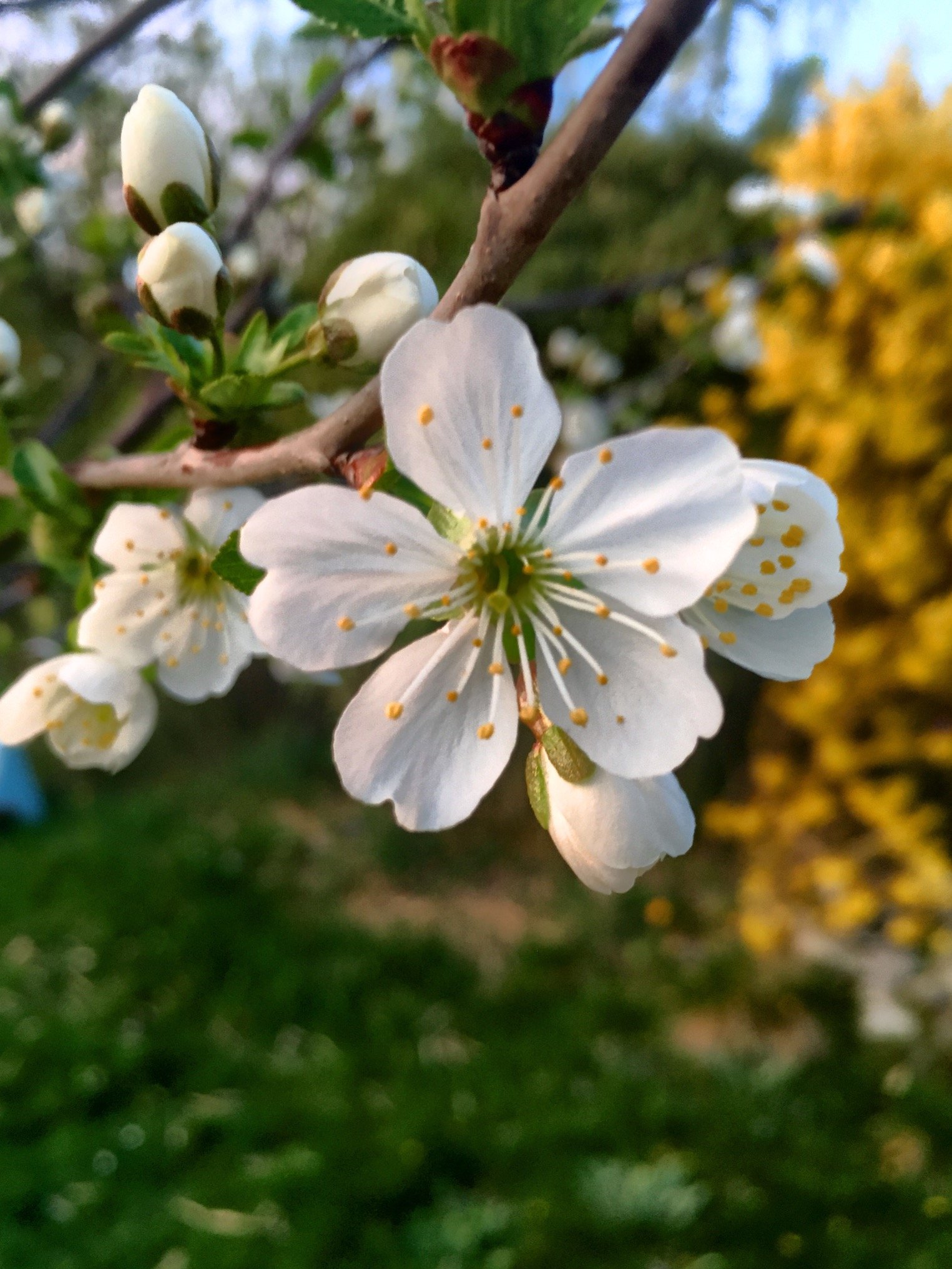 Menschenrechtsarbeit. Schrebergärtnerin. Berg-, Wald- und Wiesenbegeistert. Mama. Mikroabenteuerfreudig. Ab und zu Kritzeleien und Fotos. @murmeltier@troet.cafe