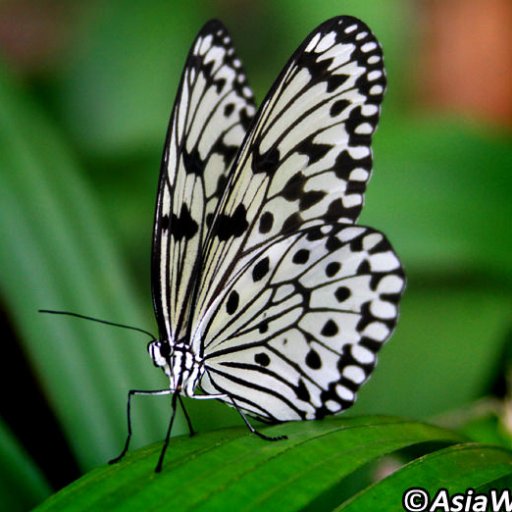 CSCL3993's profile picture. 