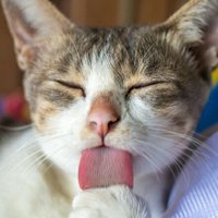 앵그리캣 (@ccccccppp) 's Twitter Profile Photo