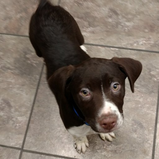 Providing a dog walking and boarding service. We want to have your 4-pawed friend(s) join the pack for active fun! Call us at 289-968-PACK (7225)