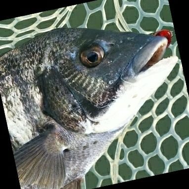 hamanakoRAP's profile picture. 浜名湖ルアー 釣り記録用 🎣ウェーディングにてクロダイ ・キビレ狙い主にポッピング。ワーム不使用❌