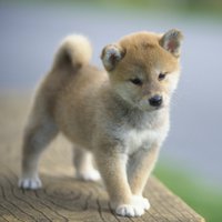 とも (@m1000de23) 's Twitter Profile Photo