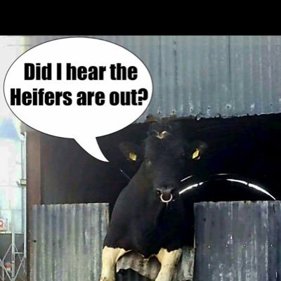 Wexford Dairy and beef farmer. Holstein Friesians all the way.......