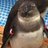 まっしろしろ魚のアイコン