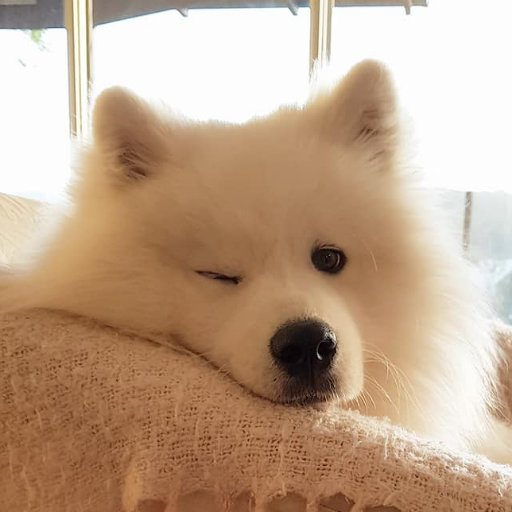 Jasper The Samoyed