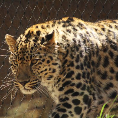 Amur Leopard Protection Programme Amurlpp Twitter [ 400 x 400 Pixel ]