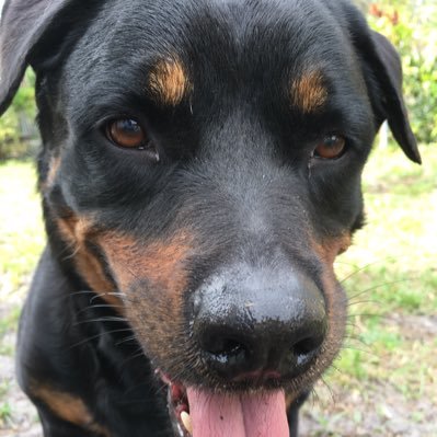 pollywally719's profile picture. liberal thinker disgusted by trump and pedophiles