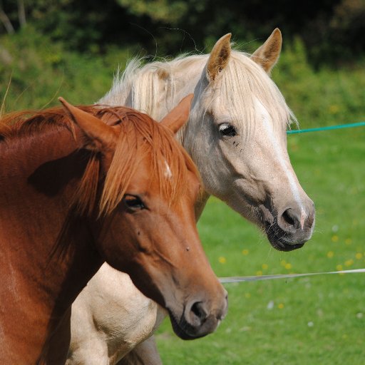 EAQBodster's profile picture. Bodster has been set up by Jo and Giles Boddington, qualified teachers and we work with anyone aged 6 to 90 yrs giving experiences on the ground with ponies
