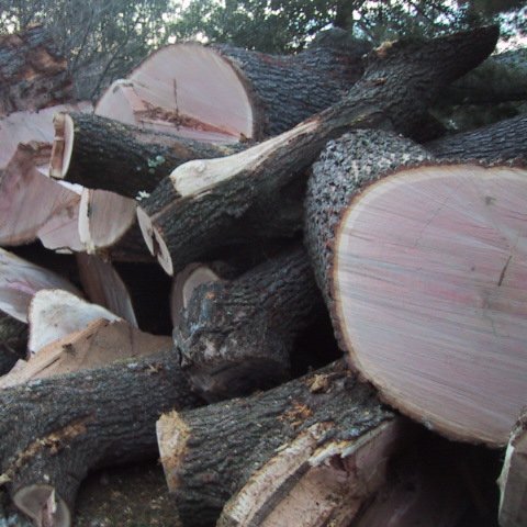 Especialistes en confessionaris i reclinatoris.
Només utilitzem fusta de Roure Orni (Quescus Orni) amb certificació FSC.
Varietat endèmica de SE de les Roures.