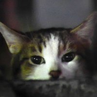 にゃあ (@nyaanyaa17) 's Twitter Profile