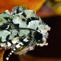 Garden Moth Scheme(@GardenMoths) 's Twitter Profile Photo
