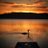 judy murphy