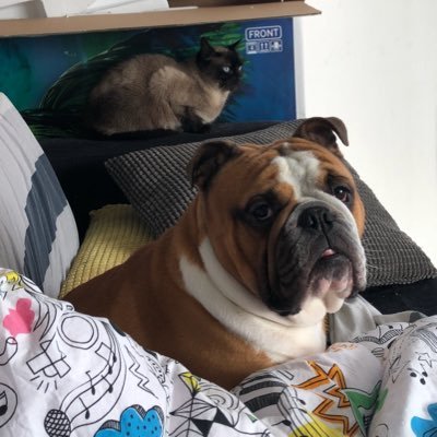 karkar599's profile picture. La piraterie n’est jamais finie !! 🏴‍☠️🏴‍☠️