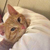 chrisb75 🇮🇨 (@chbe_75) 's Twitter Profile Photo chrisb75 🇮🇨 (@chbe_75) 's Twitter Profile Photo