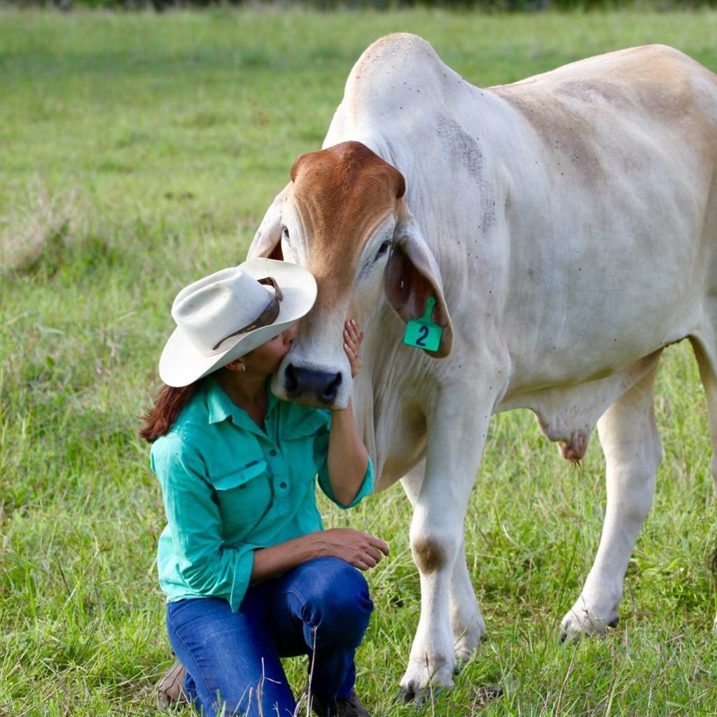 Aussie cattle producer. Striving to improve land with good grazing management. Always learning. Coffey Cattle Co on Facebook & Coffeyclan on Insta.